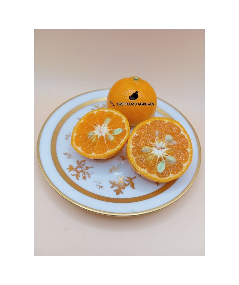 Mandarine Setubalense – Mandarine