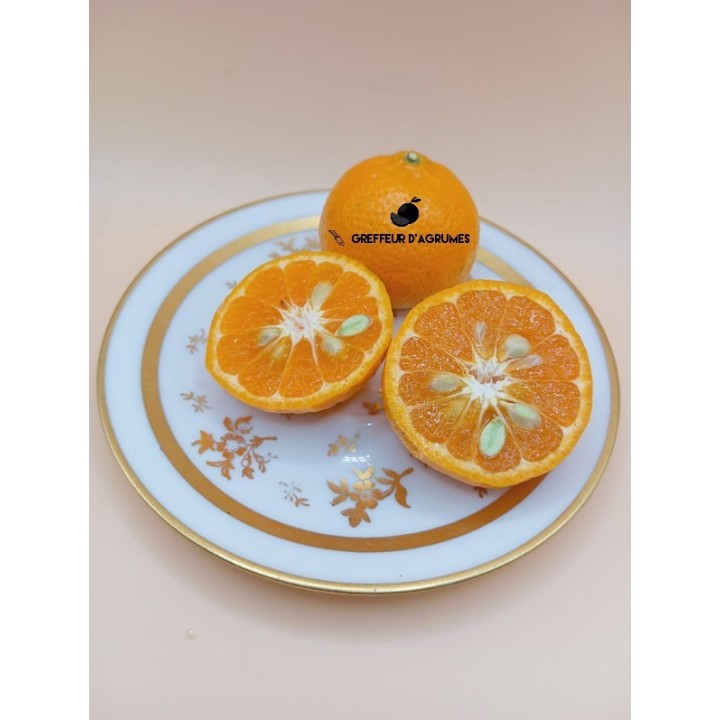 Mandarina Setubalense – Mandarina | Greffeur d'agrumes