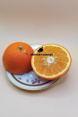 Ortanique Tangor – Tangor | Greffeur d'agrumes
