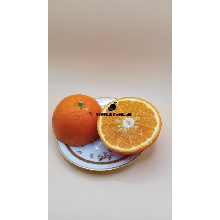 Tangor Ortanique – Tangor | Greffeur d'agrumes