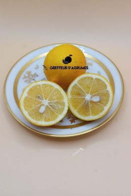 Limonero Meyer – Cítrico ácido | Greffeur d'agrumes