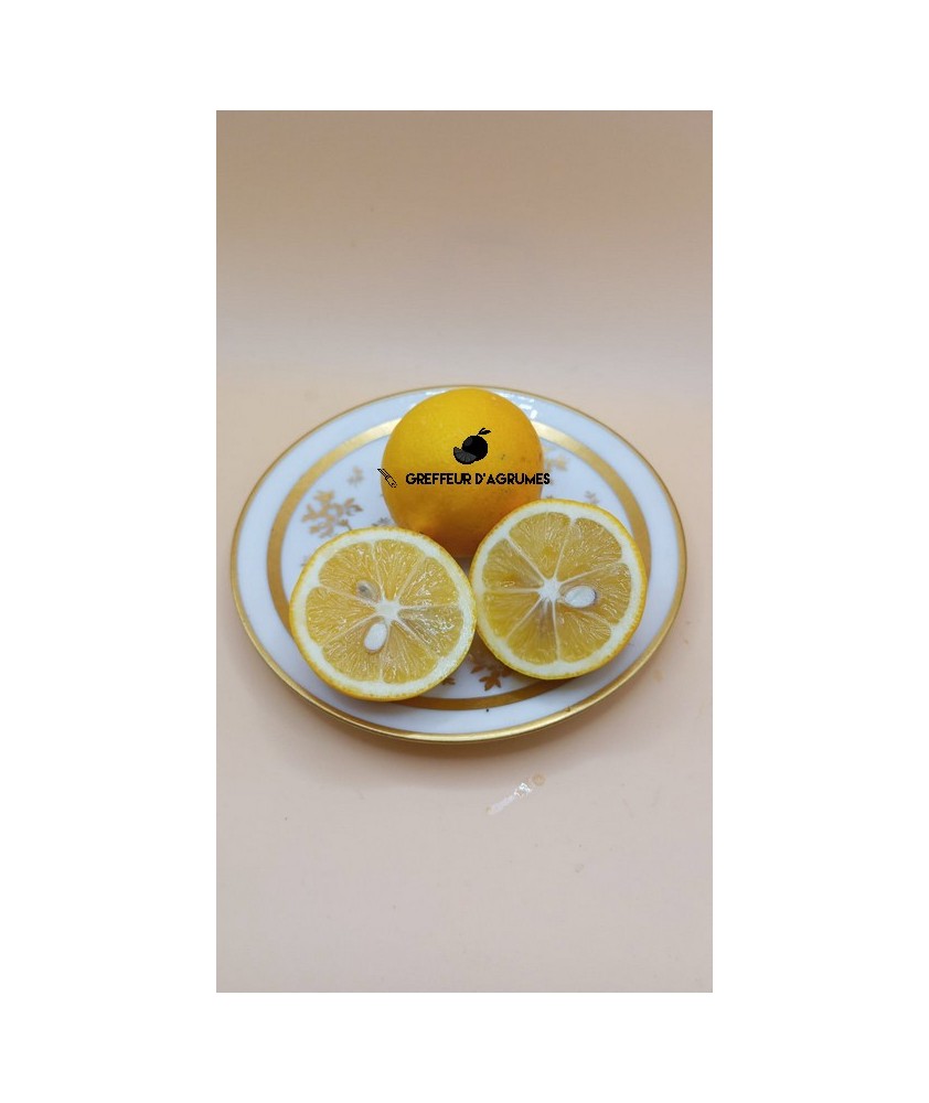 Meyer Lemon – Acidic citrus / lemon