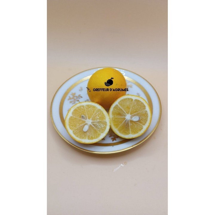 Limone Meyer – Agrume acido | Greffeur d'agrumes