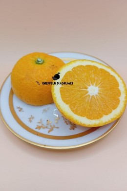 Z194 Ichangensis x Sinensis – Hardy hybrid | Greffeur d'agrumes