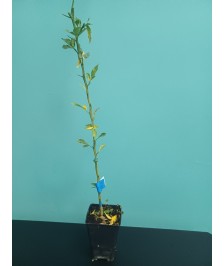 C35 pot 2L prêt à greffer