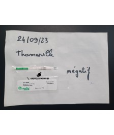 Thomasville – Citrangequat très rustique aux fruits polyvalents