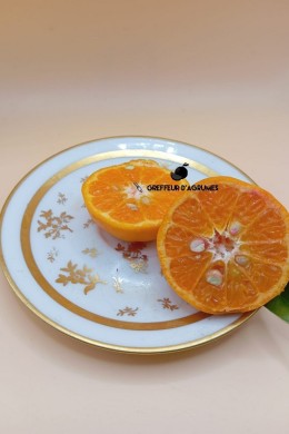 Mandarina Juanita – Mandarina | Greffeur d'agrumes
