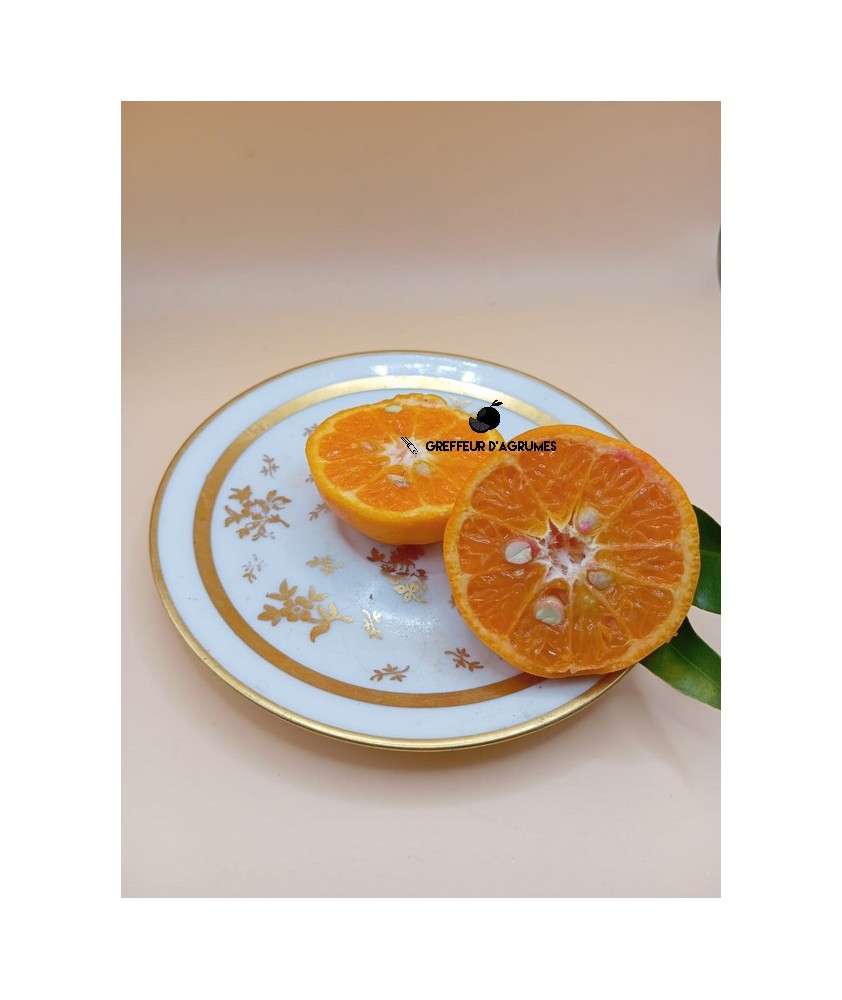 Juanita Mandarin – Mandarin