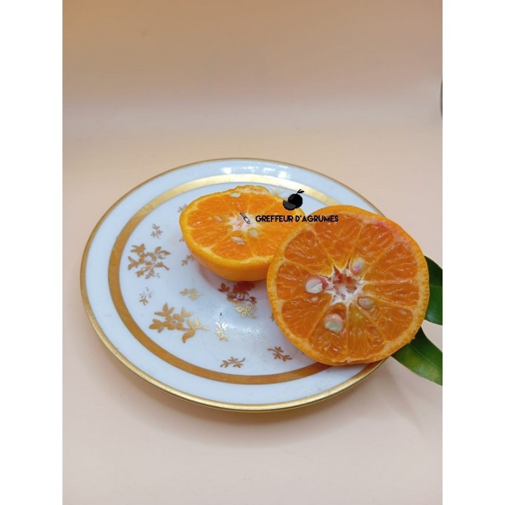 Mandarino Juanita – Mandarino | Greffeur d'agrumes