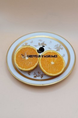 Arancio Fragola – Arancia dolce | Greffeur d'agrumes