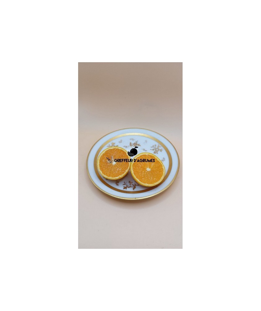 Orange Fragola – Süßorange