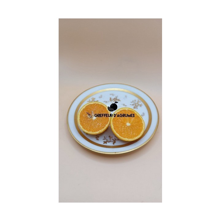 Naranjo Fragola – Naranja dulce | Greffeur d'agrumes