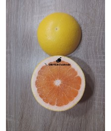 Pomelo Star Ruby
