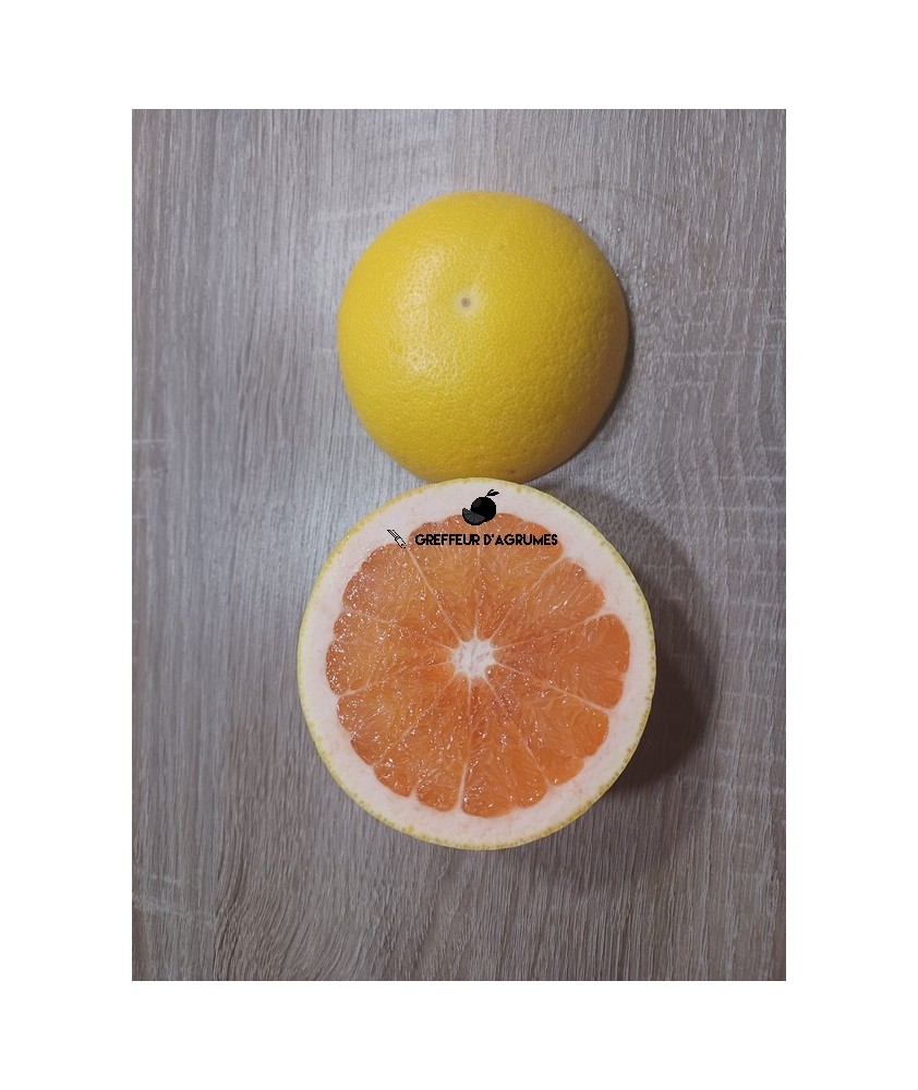Star Ruby Grapefruit – Red-fleshed grapefruit