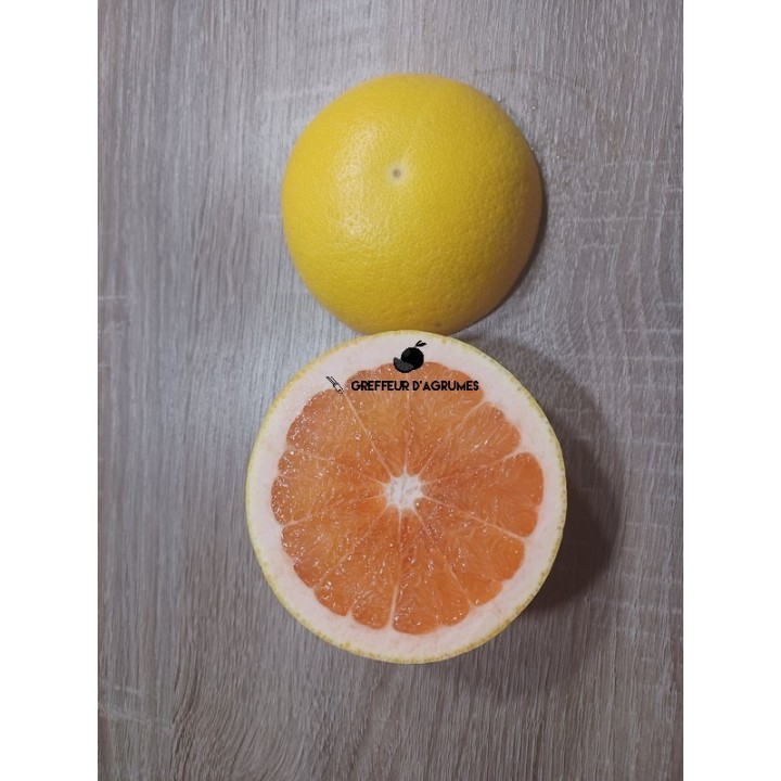 Pomelo Star Ruby – Pomelo de pulpa roja | Greffeur d'agrumes