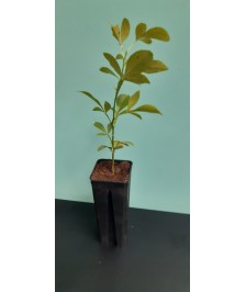 Pot 7x7x18 0.7L