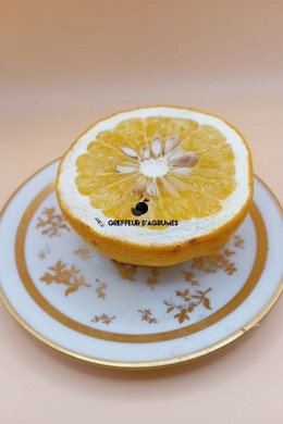 Auline – Hardy hybrid | Greffeur d'agrumes