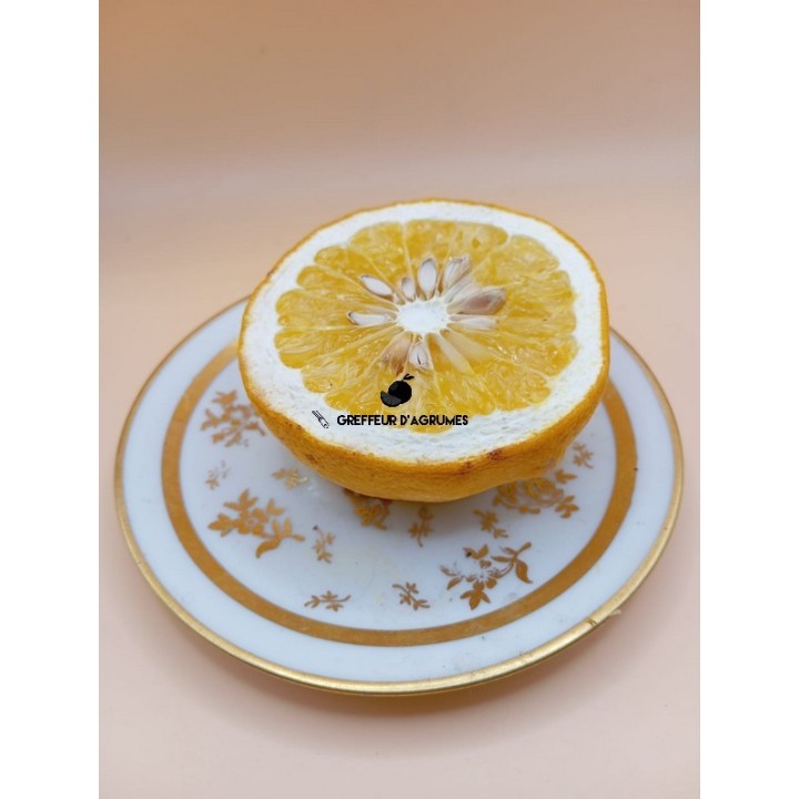 Auline – Ibrido rustico | Greffeur d'agrumes