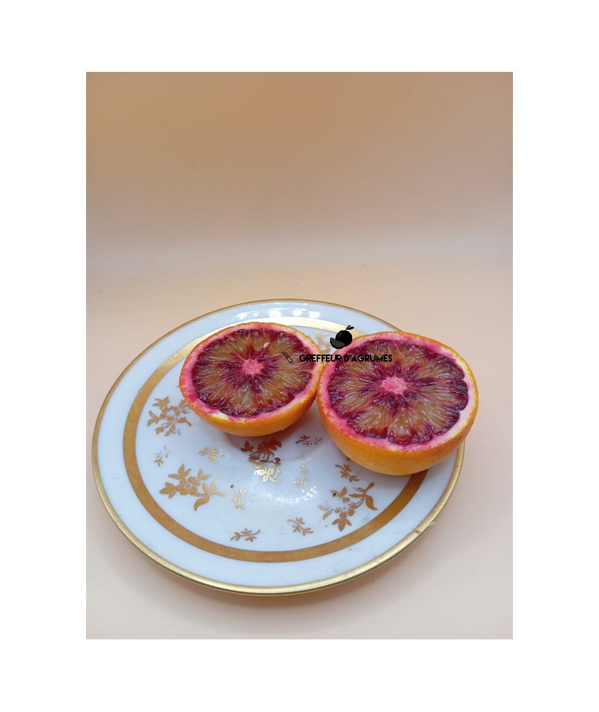 Corsican Mountain Orange – Sweet orange