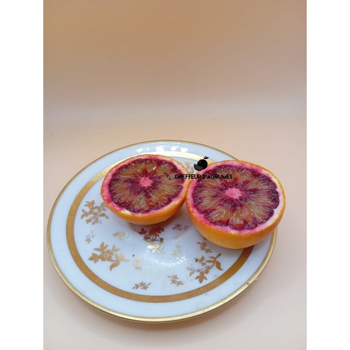 Arancio delle montagne della Corsica – Arancia dolce