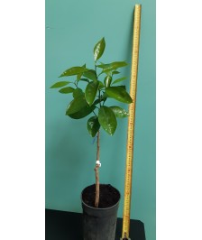 Yuzu sans épine