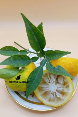 Yuzu – Agrume de collection | Greffeur d'agrumes