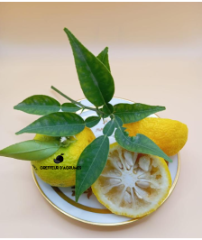 Yuzu