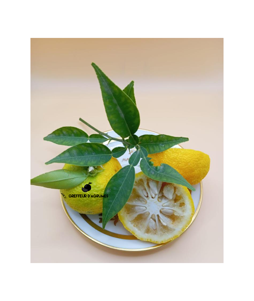 Yuzu