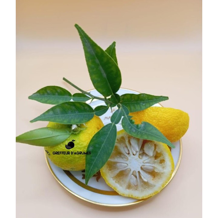 Yuzu – Agrume da collezione | Greffeur d'agrumes