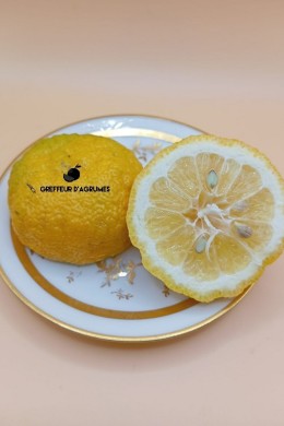 Yuzu 30 – Hardy, fragrant yuzu selection | Greffeur d'agrumes