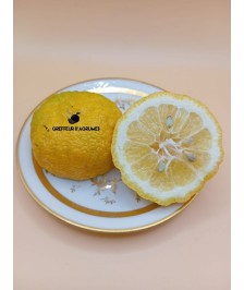 Yuzu 30