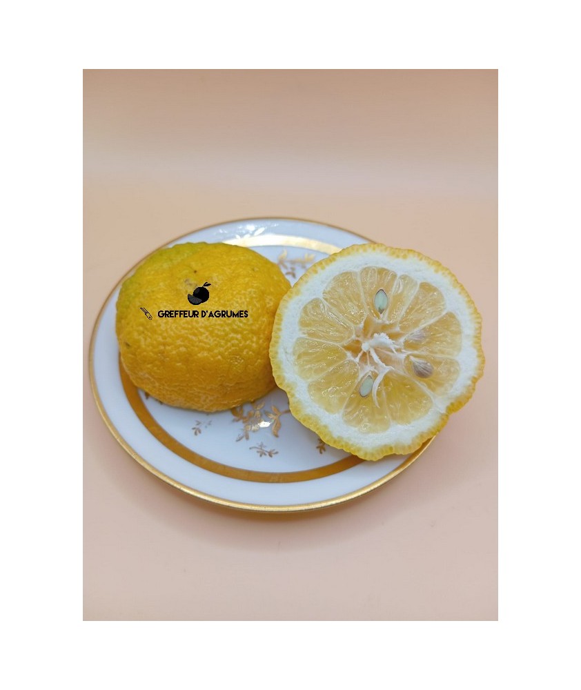 Yuzu 30