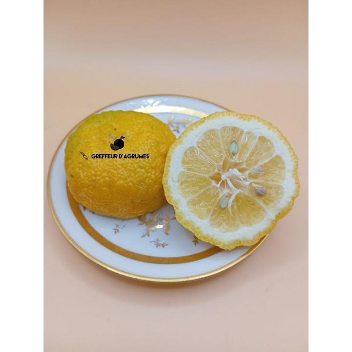 Yuzu 30 – Selección de yuzu rústica | Greffeur d'agrumes