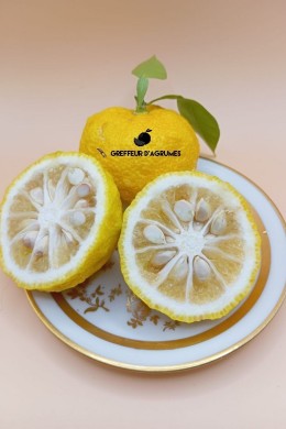 Yuzu 3 – Yuzu très rustique et aromatique | Greffeur d’agrumes
