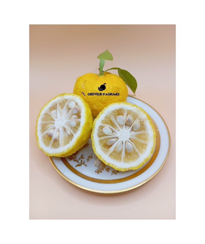 Yuzu 3