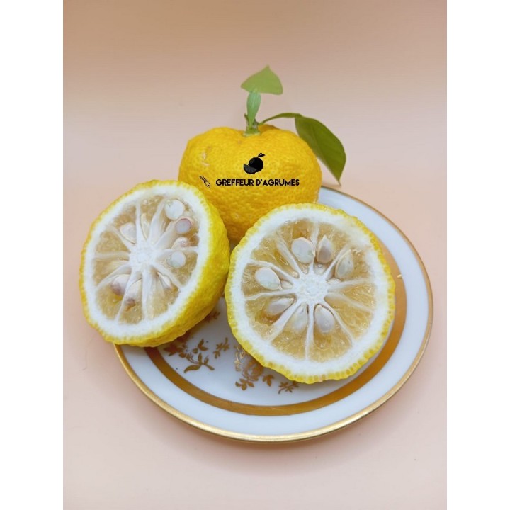 Yuzu 3 – Very hardy aromatic yuzu | Greffeur d'agrumes