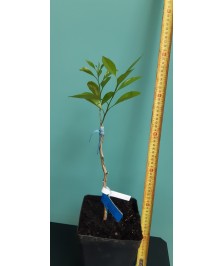 Citrumelo