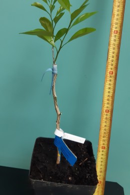 Flying Dragon – Dwarfing rootstock | Greffeur d'agrumes