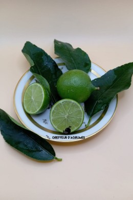 Lima Tahiti – Lima | Greffeur d'agrumes