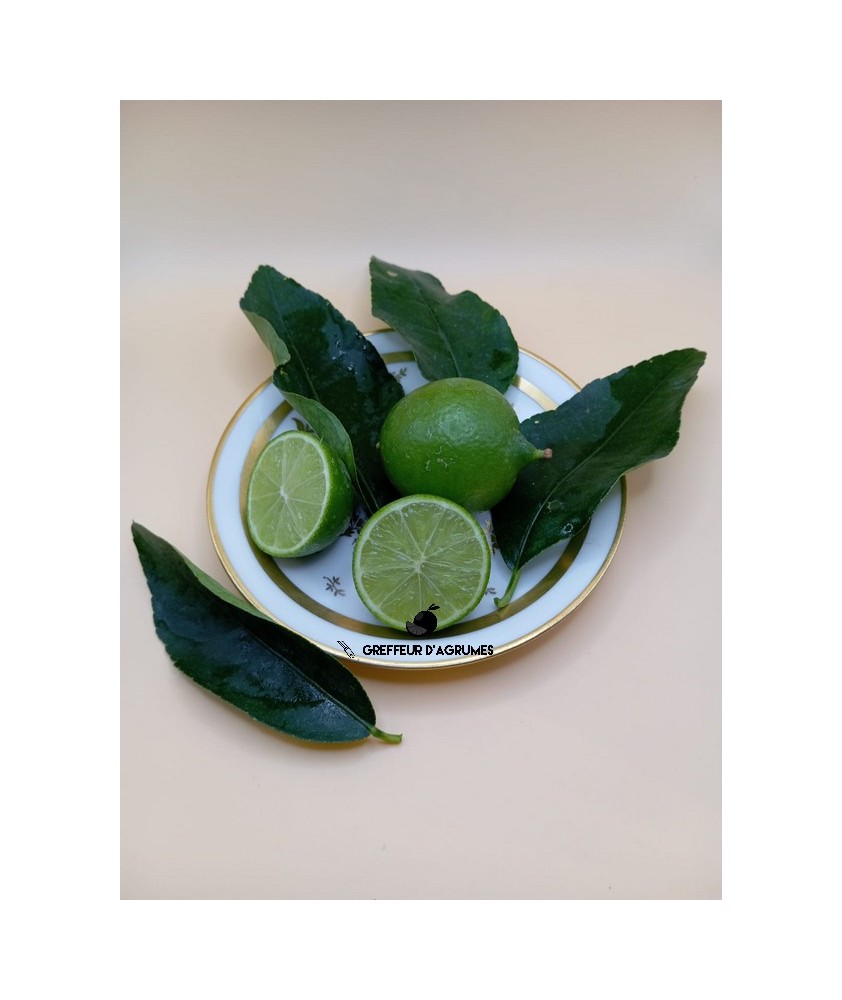 Lime tahiti – Lime
