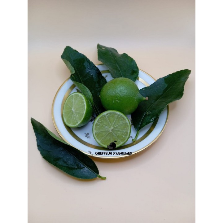Lime Tahiti – Lime | Greffeur d'agrumes