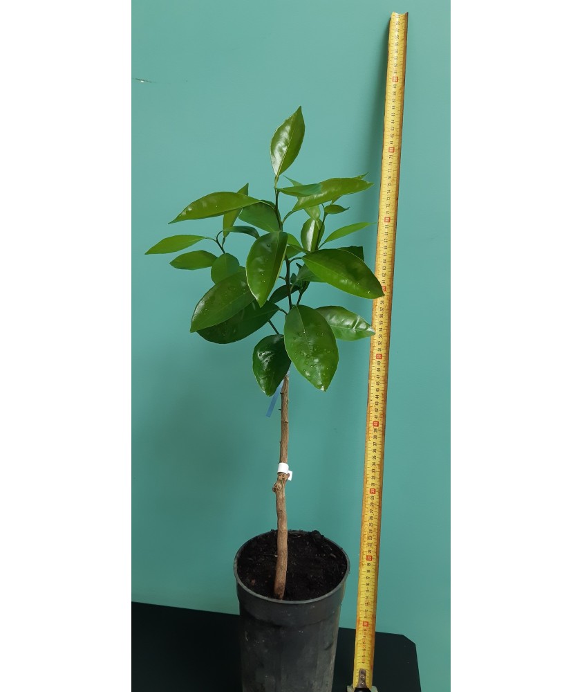 Citronnier Eureka