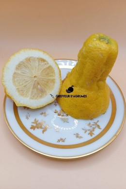 Limone Lunario – Agrumi acidi | Greffeur d'agrumes