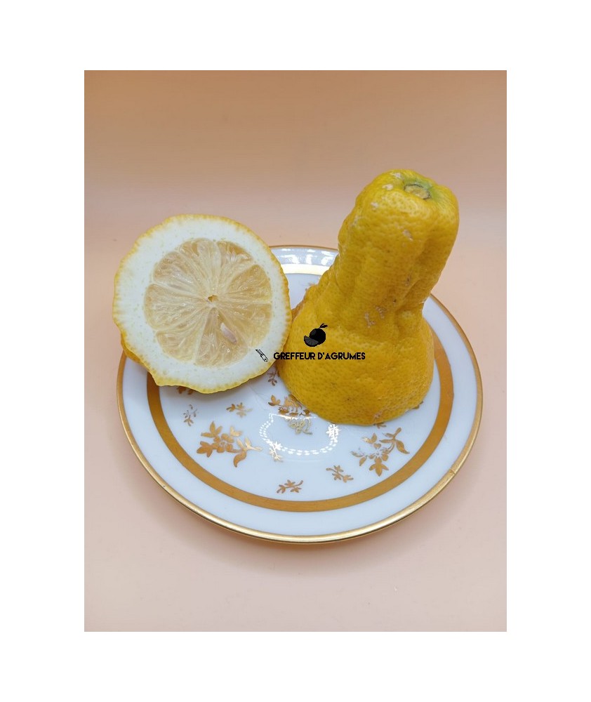 Lunario Lemon – Acidic citrus / lemon