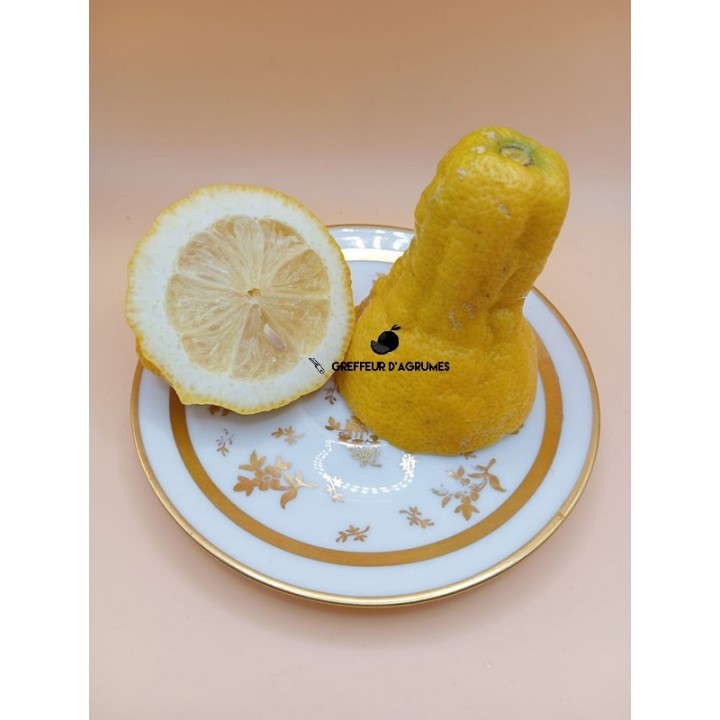 Limone Lunario – Agrumi acidi | Greffeur d'agrumes