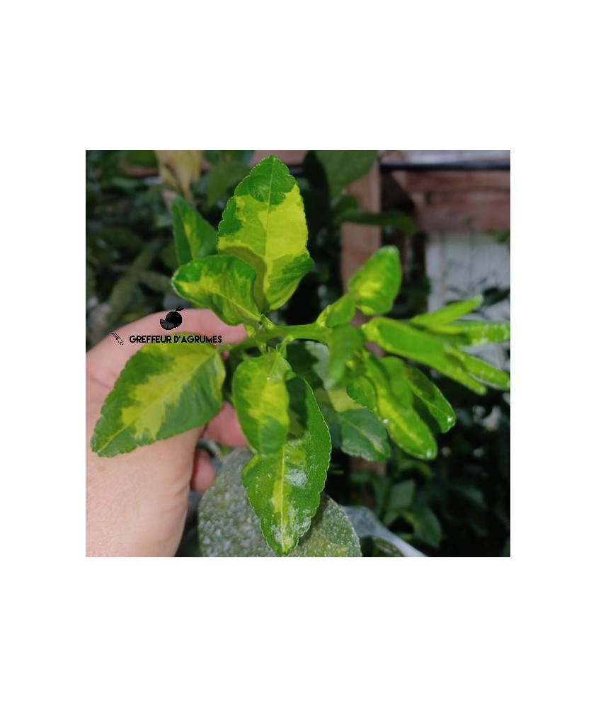 Lime tahiti légèrement panaché