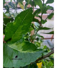 Lightly Variegated Tahiti Lime – Collector's citrus