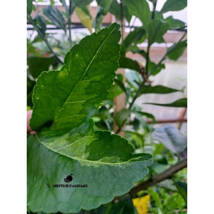 Lime Tahiti leggermente variegato | Greffeur d'agrumes