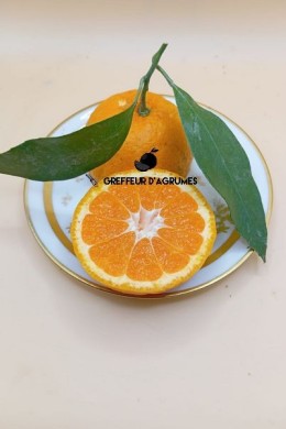 Satsuma Miyagawa – Satsuma mandarin | Greffeur d'agrumes