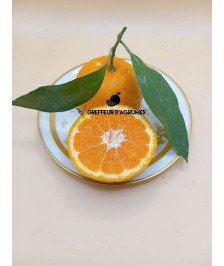 Satsuma miyagawa